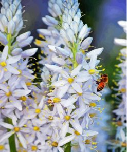 Bee On White Hyacinth Diamond Painting