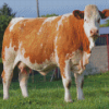 Brown Simmental Cattle Animal Diamond Painting