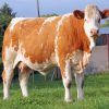 Brown Simmental Cattle Animal Diamond Painting