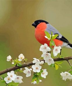 Chaffinch On Flowering Tree Diamond Painting