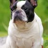 Black And White French Bulldog Animal Diamond Painting