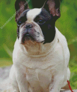 Black And White French Bulldog Animal Diamond Painting