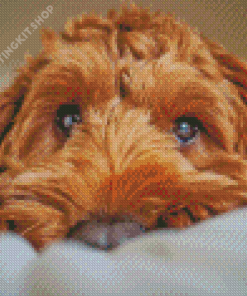 Brown Cockapoo Diamond Painting