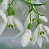 Snowdrops Diamond Painting