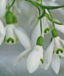 Snowdrops Diamond Painting