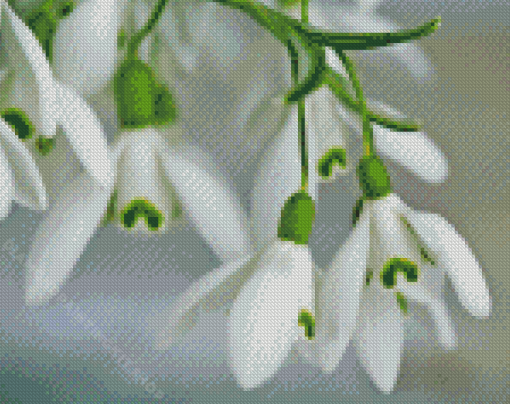 Snowdrops Diamond Painting