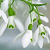 Snowdrops Diamond Painting