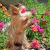 Yorkshire Terrier And Pink Flowers Diamond Painting