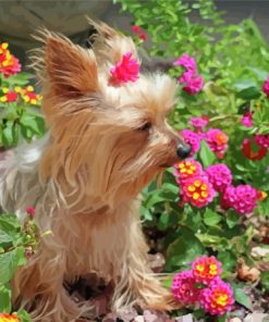 Yorkshire Terrier And Pink Flowers Diamond Painting