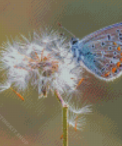 Dandelion Butterflies Diamond Painting