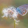 Dandelion Butterflies Diamond Painting