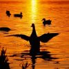 Duck Sunset Diamond Painting