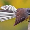 Fantail Bird Diamond Painting