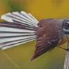 Fantail Bird Diamond Painting