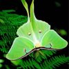 Green Luna Moth Butterfly Diamond Painting