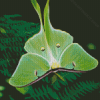 Green Luna Moth Butterfly Diamond Painting