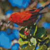 Hawaiian Honeycreeper Diamond Painting