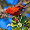 Hawaiian Honeycreeper Diamond Painting