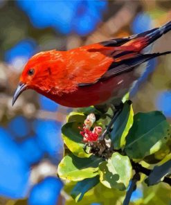 Hawaiian Honeycreeper Diamond Painting