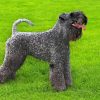 Kerry Blue Terrier Dog Diamond Painting