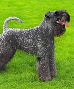 Kerry Blue Terrier Dog Diamond Painting