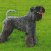 Kerry Blue Terrier Dog Diamond Painting