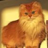 Lovely Fluffy Blonde Cat Diamond Painting