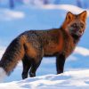 Melanistic Fox In Snow Diamond Painting