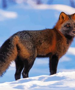 Melanistic Fox In Snow Diamond Painting