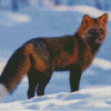 Melanistic Fox In Snow Diamond Painting