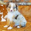 Miniature American Shepherd Diamond Painting