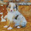 Miniature American Shepherd Diamond Painting