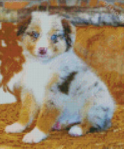 Miniature American Shepherd Diamond Painting