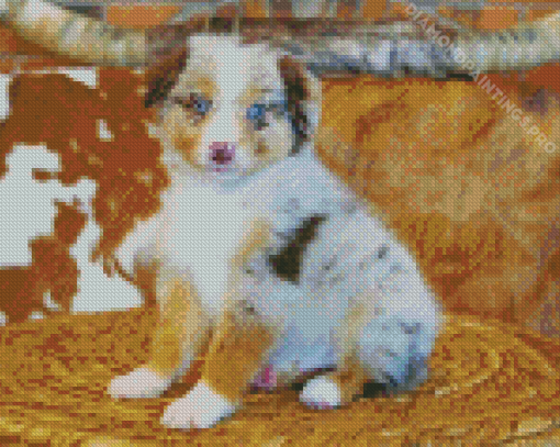 Miniature American Shepherd Diamond Painting