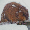 Muskrat In Snow Diamond Painting