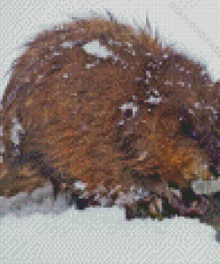 Muskrat In Snow Diamond Painting