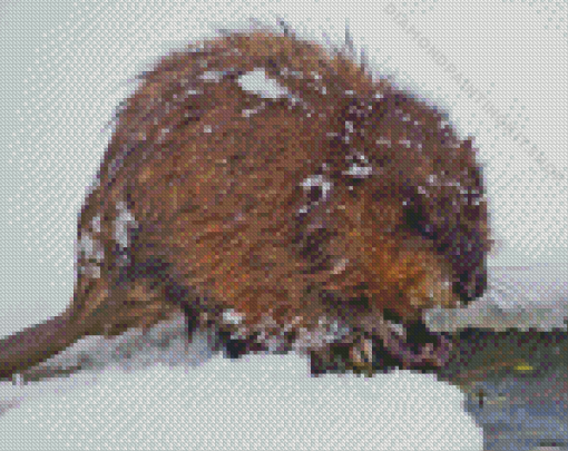 Muskrat In Snow Diamond Painting