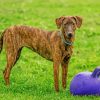 Plott Hound Animal Diamond Painting