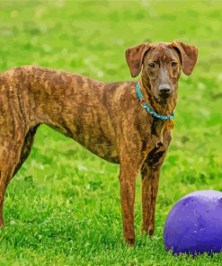 Plott Hound Animal Diamond Painting