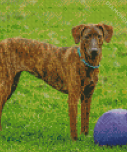 Plott Hound Animal Diamond Painting