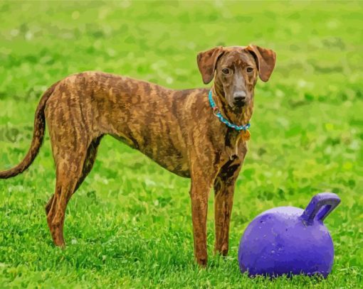 Plott Hound Animal Diamond Painting