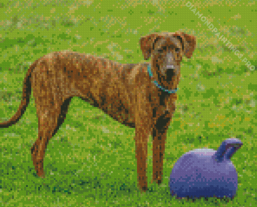 Plott Hound Animal Diamond Painting