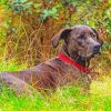 Plott Hound Diamond Painting