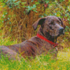 Plott Hound Diamond Painting