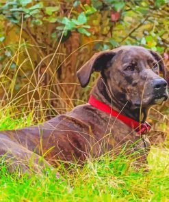 Plott Hound Diamond Painting