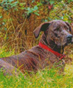 Plott Hound Diamond Painting