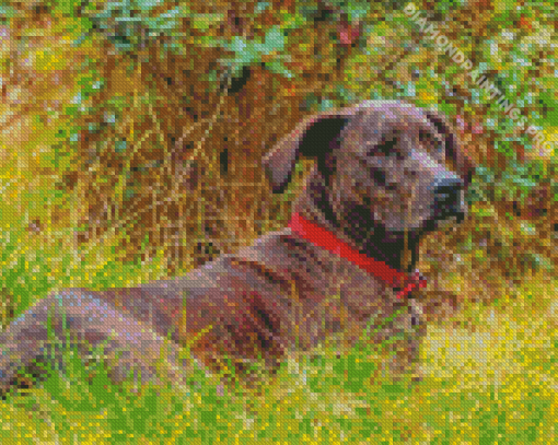 Plott Hound Diamond Painting