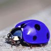 Purple Ladybug Diamond Painting