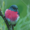 Rose Robin On Branch Diamond Painting