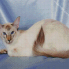 Siamese Oriental Diamond Painting